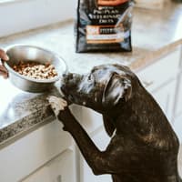 Hund macht Männchen an die Arbeitsplatte und schnüffelt in eine Schale mit Trockenfutter.