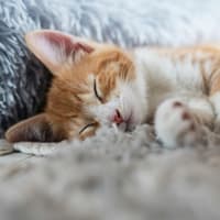 Getigerte Katze liegt auf dem Boden und schläft.