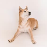 Akita liegt auf dem Boden mit ausgestreckten Pfoten.