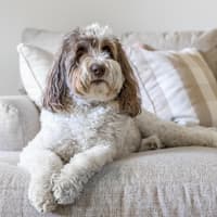 Labradoodle liegt auf einem beigen Sofa.