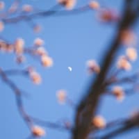 Der Mond scheint durch Frühlingszweige