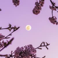 Vollmond vor rosa Himmel