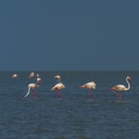 Du möchtest pinke Flamingos sehen? Dafür musst du nicht in die Karibik – du findest sie in Südfrankreich in der Camargue. Flamingos in der Camargue in Südfrankreich.