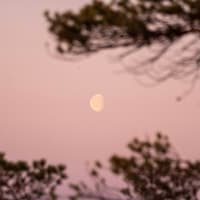 Für 3 Sternezichen wird das Leben ab jetzt spürbar leichter! Mond hinter Ästen