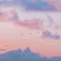 Abendhimmel mit Vögeln