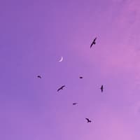 Neumond an lila Abendhimmel