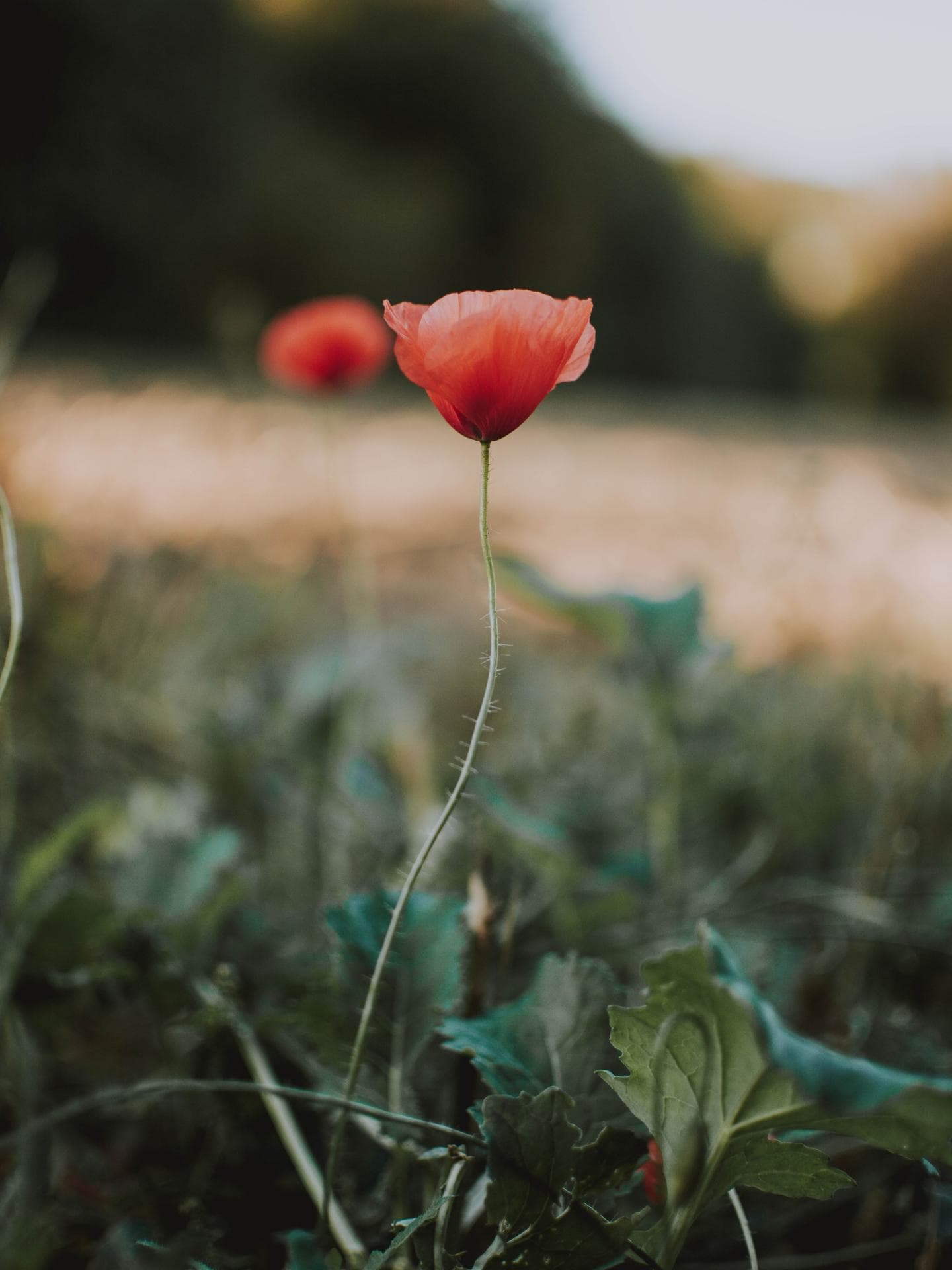 Mohnblume