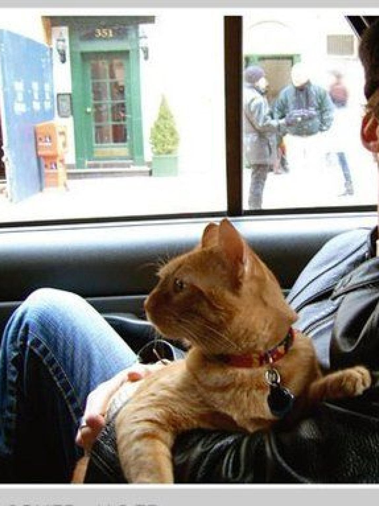Ian Somerhalder und Katze
