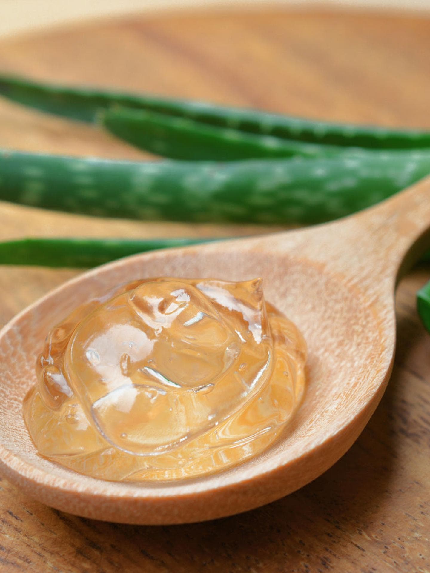 tequila agave pflanze kaufen Agave Tequilana - 24