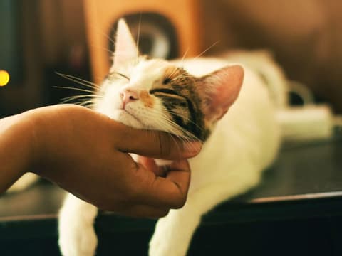 Katze schmust