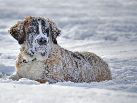 Hund Bernhardiner