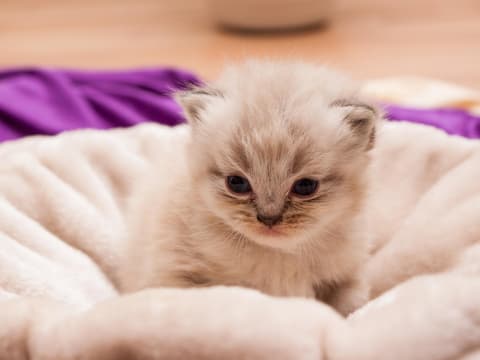 Perserkatze