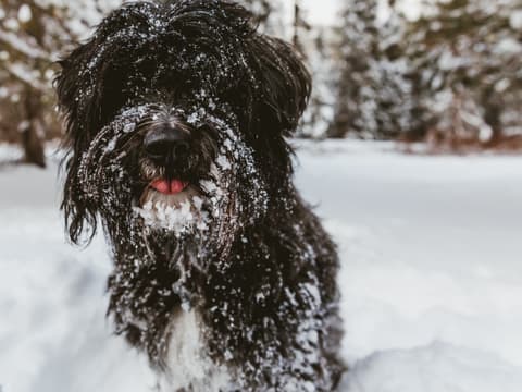 Hund im Schnee