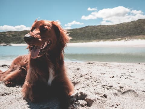 Hund Strand Sommer