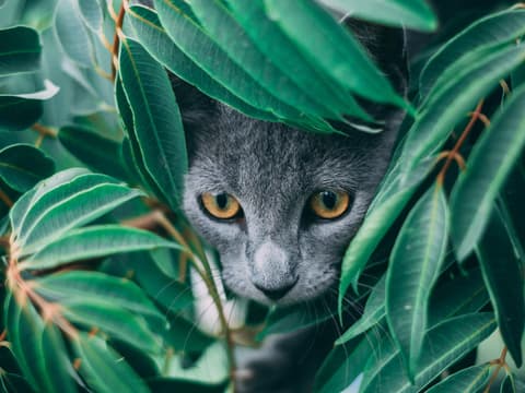 Katze Pflanze