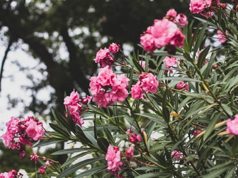 Oleander