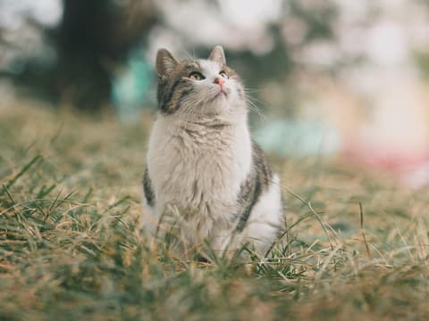 Katze im Garten