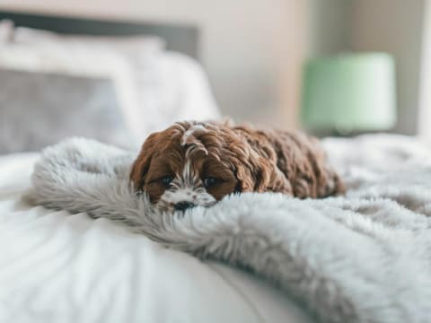 Kleiner brauner Hund liegt im Bett auf einer Decke.