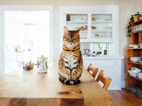 Diese Probleme kennt jeder Katzenbesitzer Katze sitzt auf dem Tisch