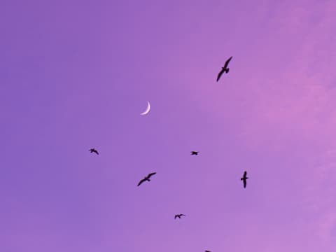 Neumond an lila Abendhimmel