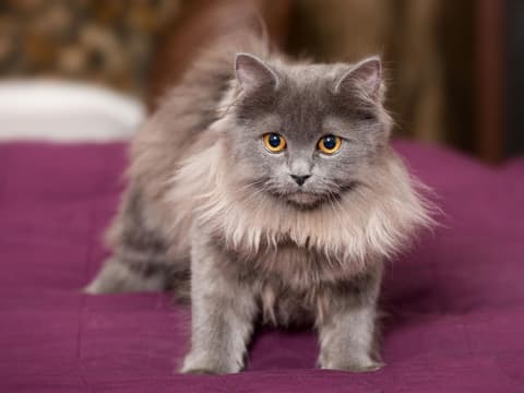 diese-5-katzen-rassen-sind-wie-hunde-perserkatze