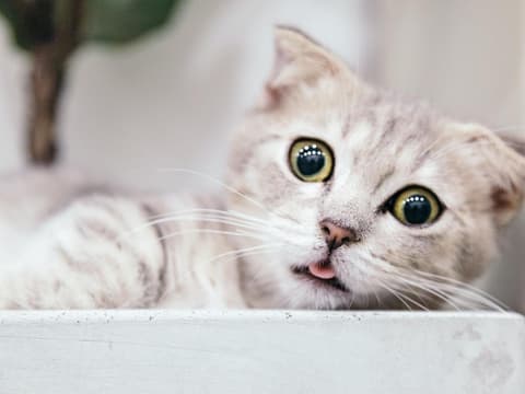 sieben-dinge-die-katzen-nicht-mögen