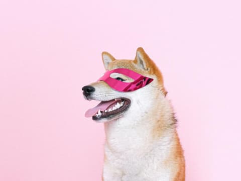 Adventskalender für Hunde – DIE wird dein Vierbeiner lieben! Adventskalender für Hunde – DIE wird dein Vierbeiner lieben!