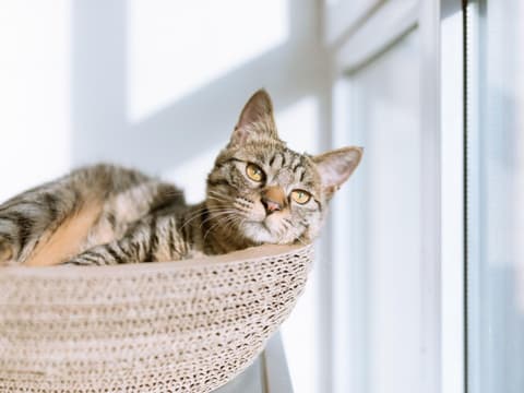 dinge-die-du-deiner-katze-gegenüber-nie-tun-solltest