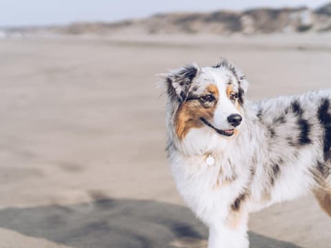 hund-am-strand