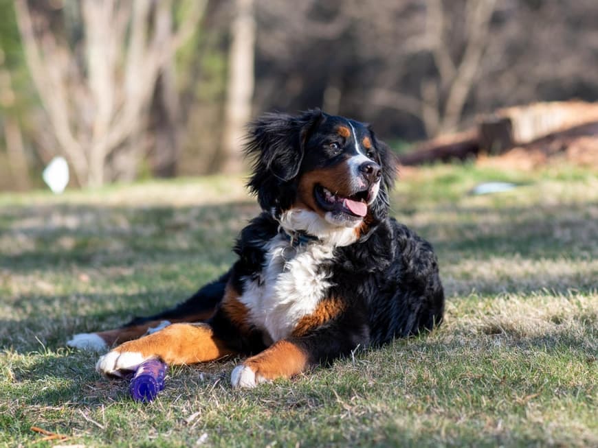 Berner Sennenhund
