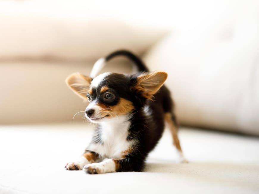 Chihuahua
