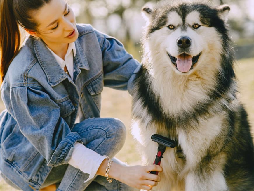 Frau bürstet Husky