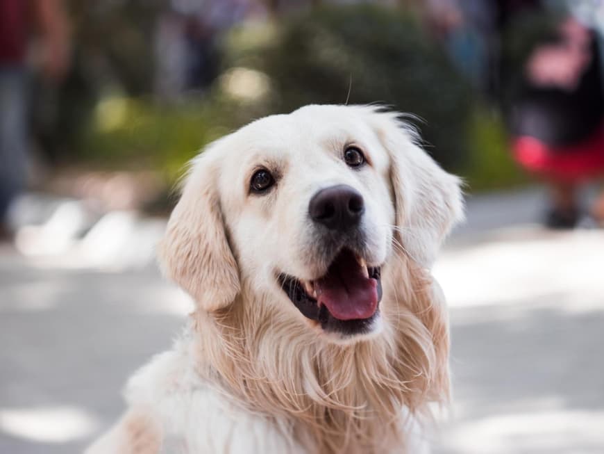 Golden Retriever schaut in die Kamera.