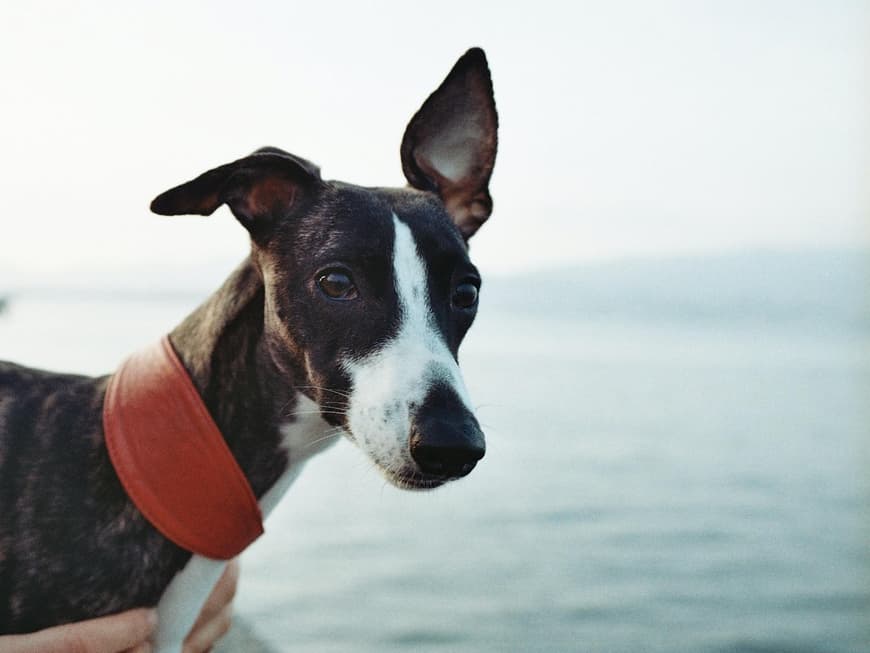 Whippet