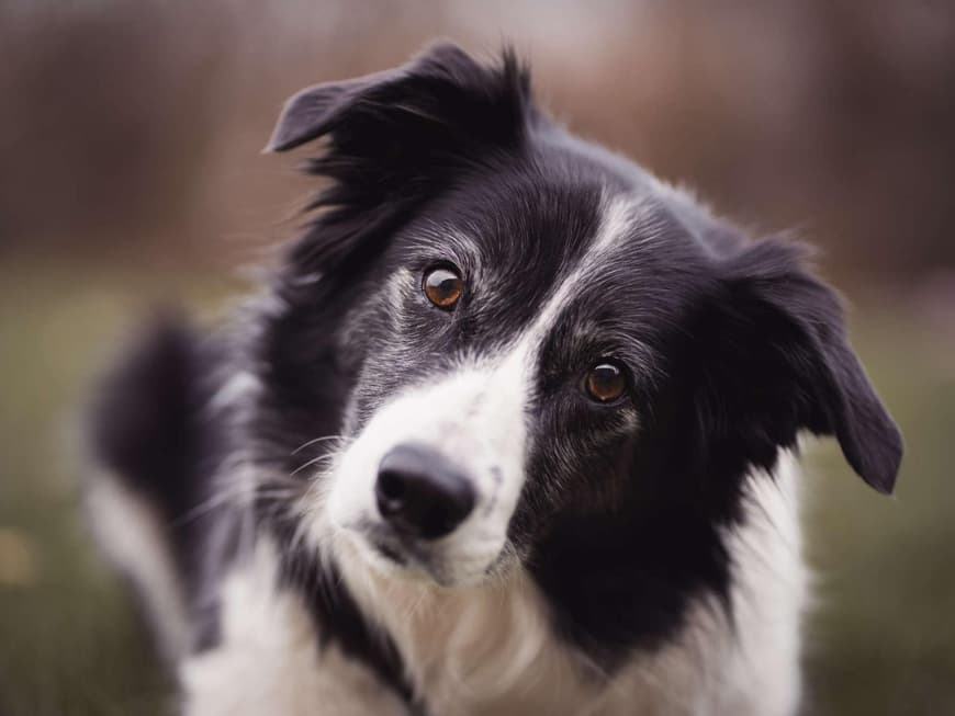 Border Collie mit schrägem Kopf.