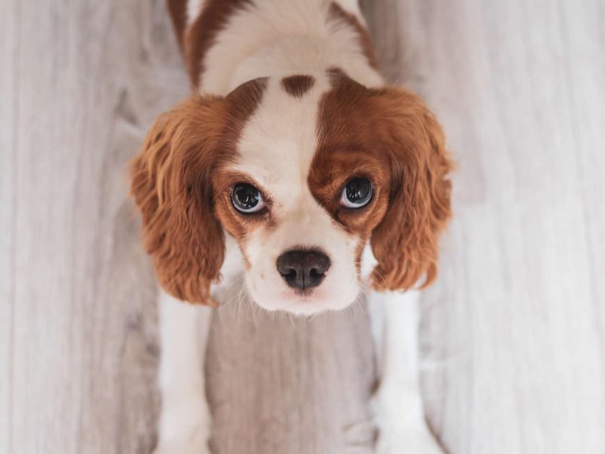 Cavalier King Charles Spaniel mit braun-weißem Fell guckt in die Kamera.