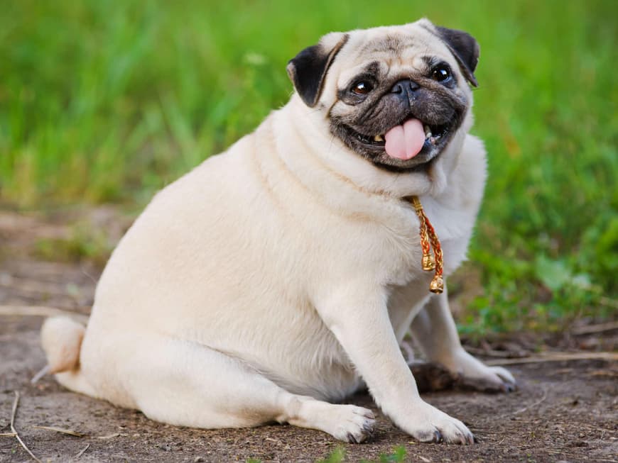 Dicker Mops