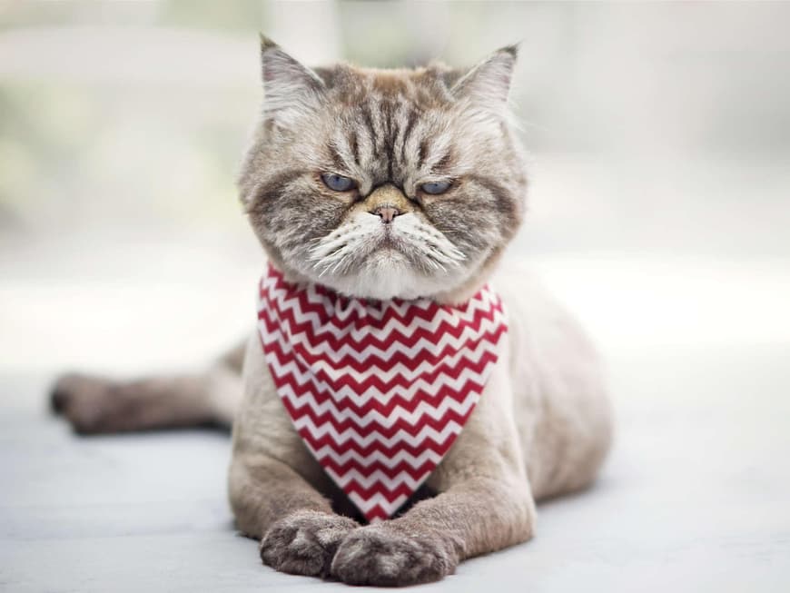 Katze mit Lätzchen