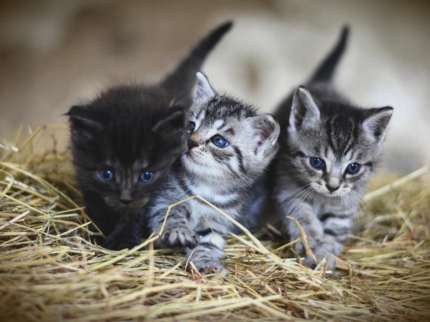 Katzenkinder