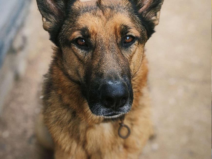 Schäferhund