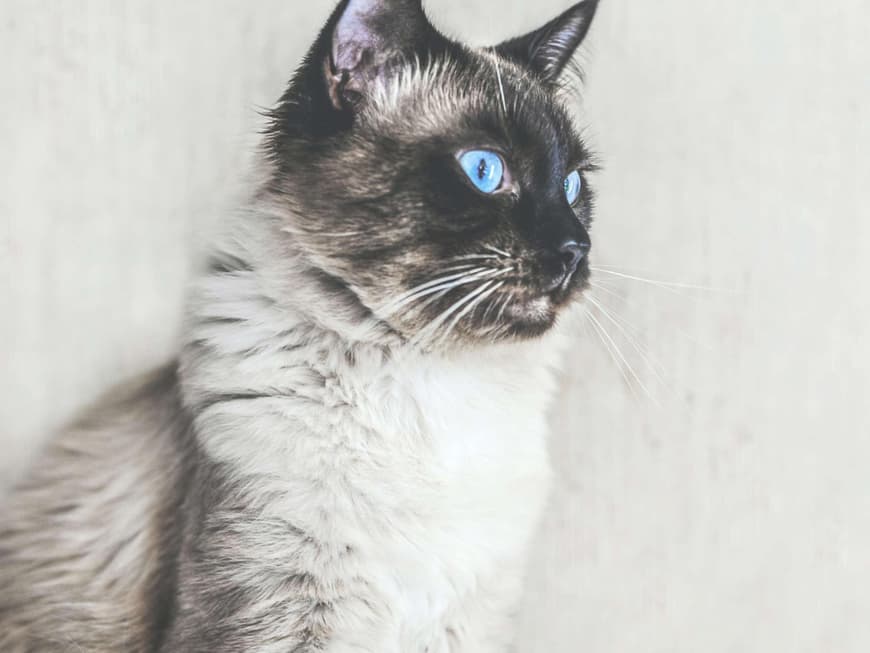 Verschmustze Katzenrasse Katze Balinese