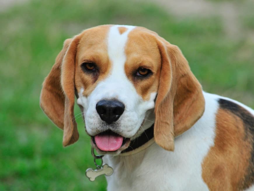 Beagle