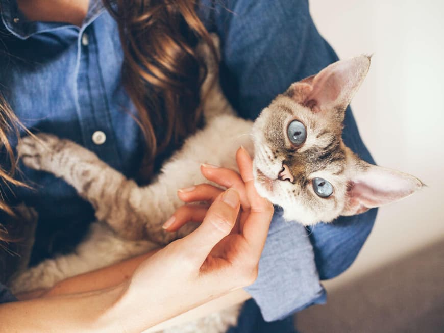 Devon Rex