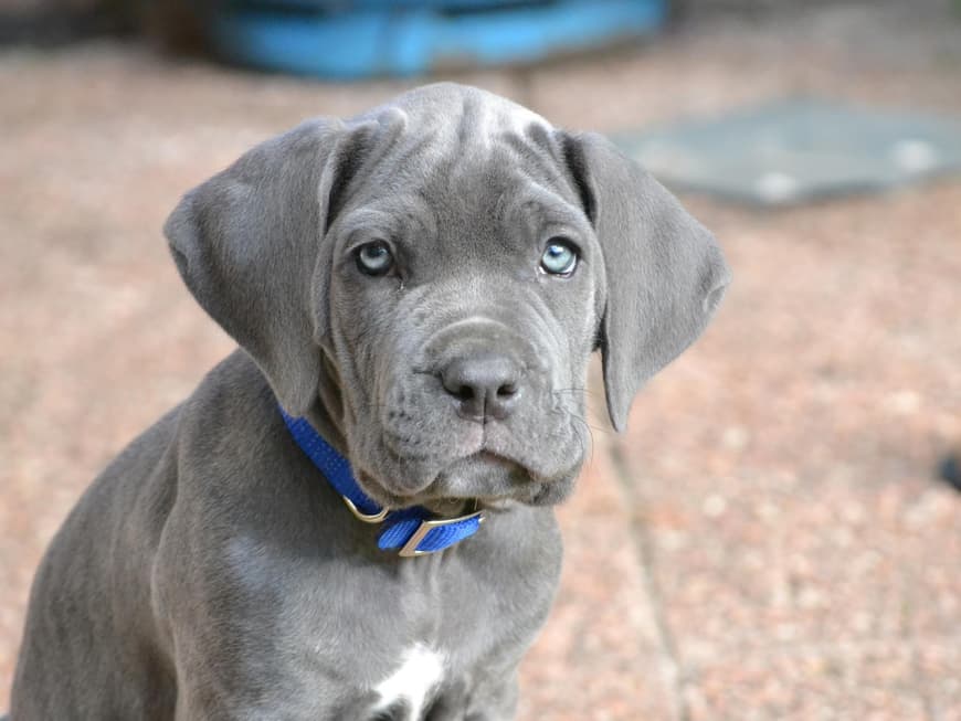 Deutsche Dogge