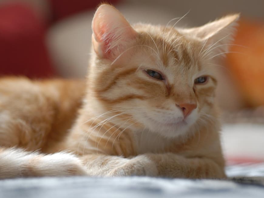 Katze Europäisch Kurzhaar