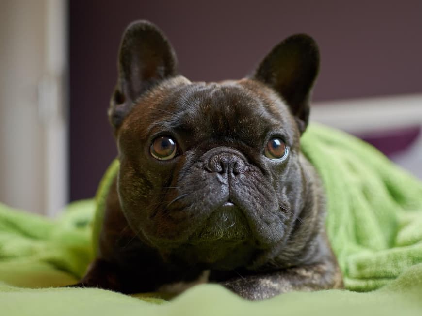 Französische Bulldogge