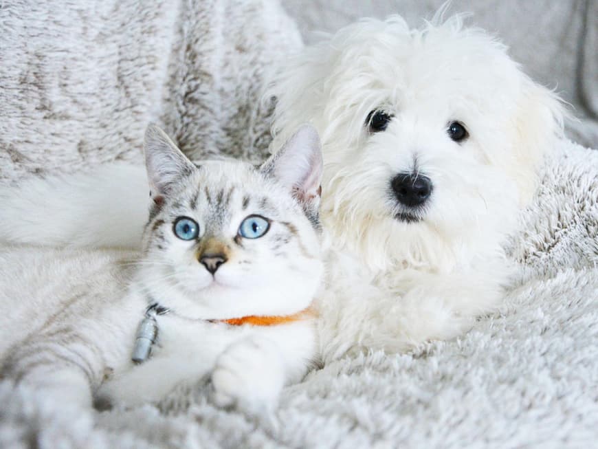 Hund und Katze
