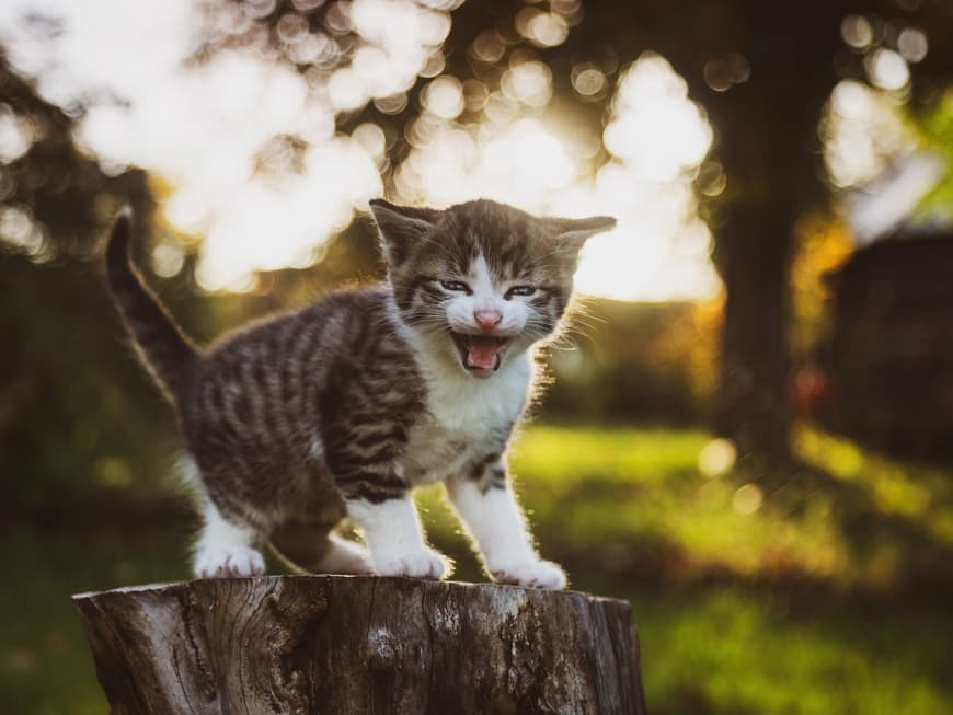 Katzenbabys