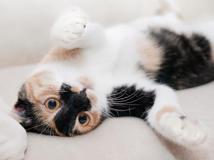 Katzenbabys