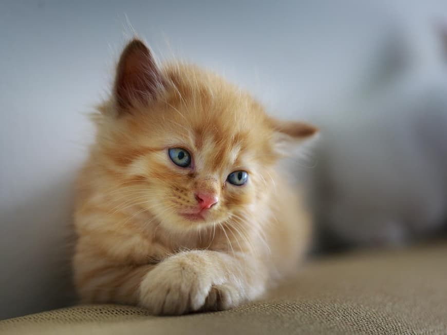 Katzenbabys